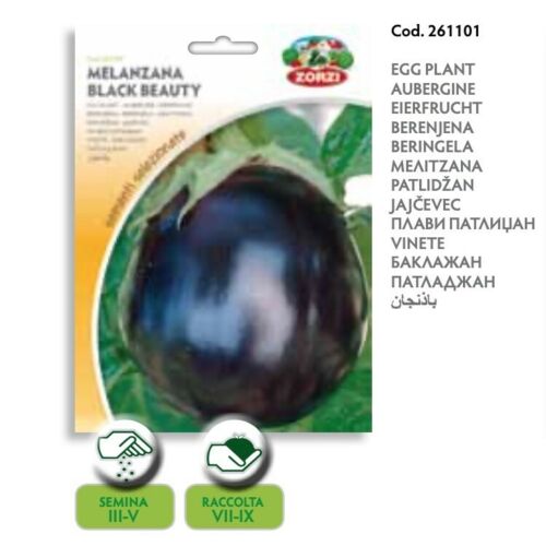 SEMI MELANZANA BLACK BEAUTY ZORZI
