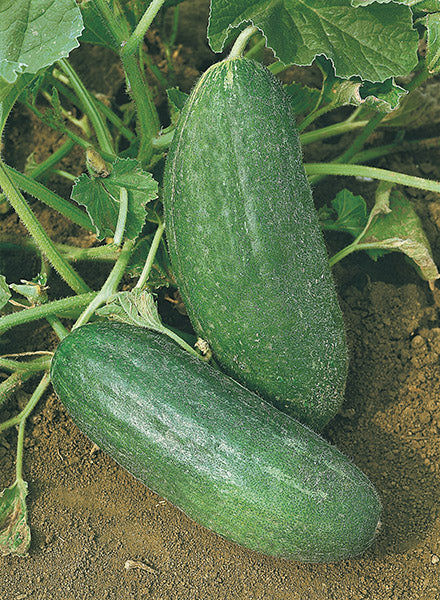 SEMI CAROSELLO SCOPATIZZO BARESE SCURO ZORZI