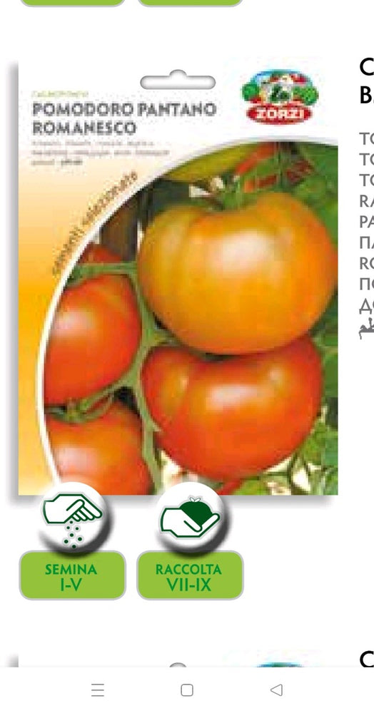 SEMI POMODORO PANTANO ROMANESCO ZORZI
