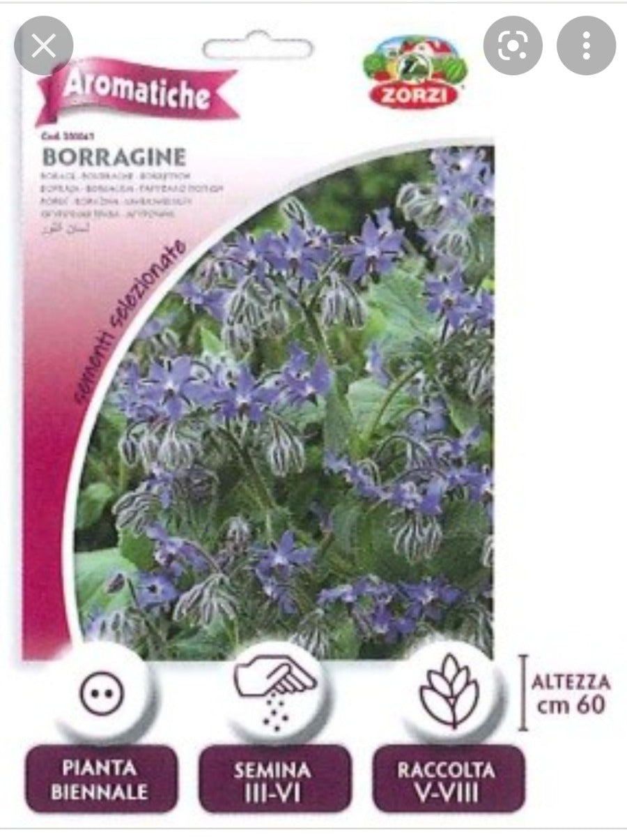 SEMI BORRAGINE ZORZI