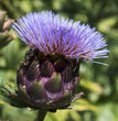 SEMI CARCIOFO VIOLECT DE PROVENCE HORTUS