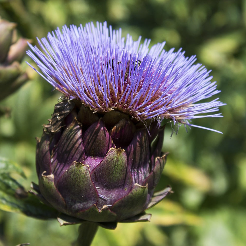 SEMI CARCIOFO VIOLECT DE PROVENCE HORTUS