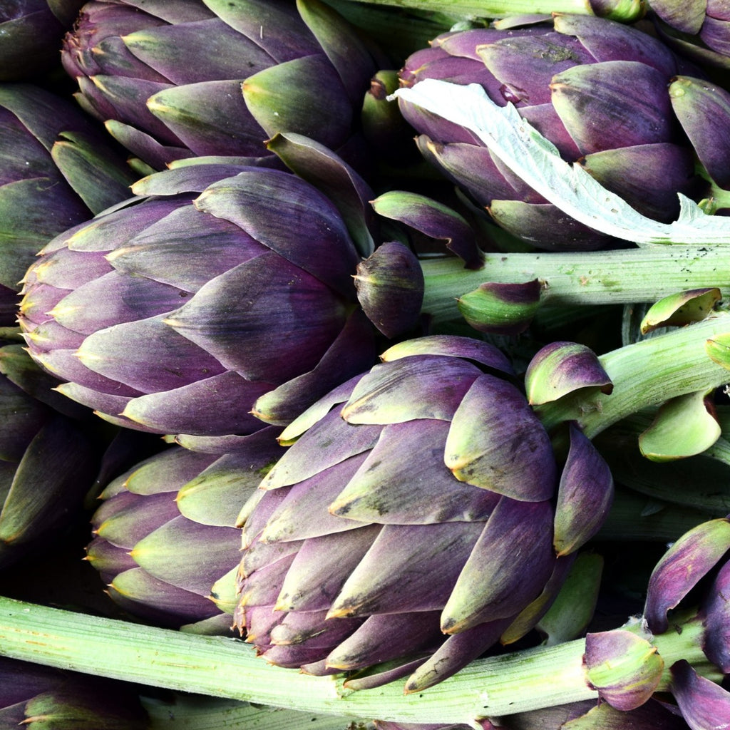 SEMI CARCIOFO VIOLECT DE PROVENCE HORTUS