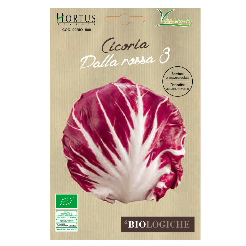 CICORIA PALLA ROSSA 3