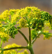 FINOCCHIO SELVATICO HORTUS