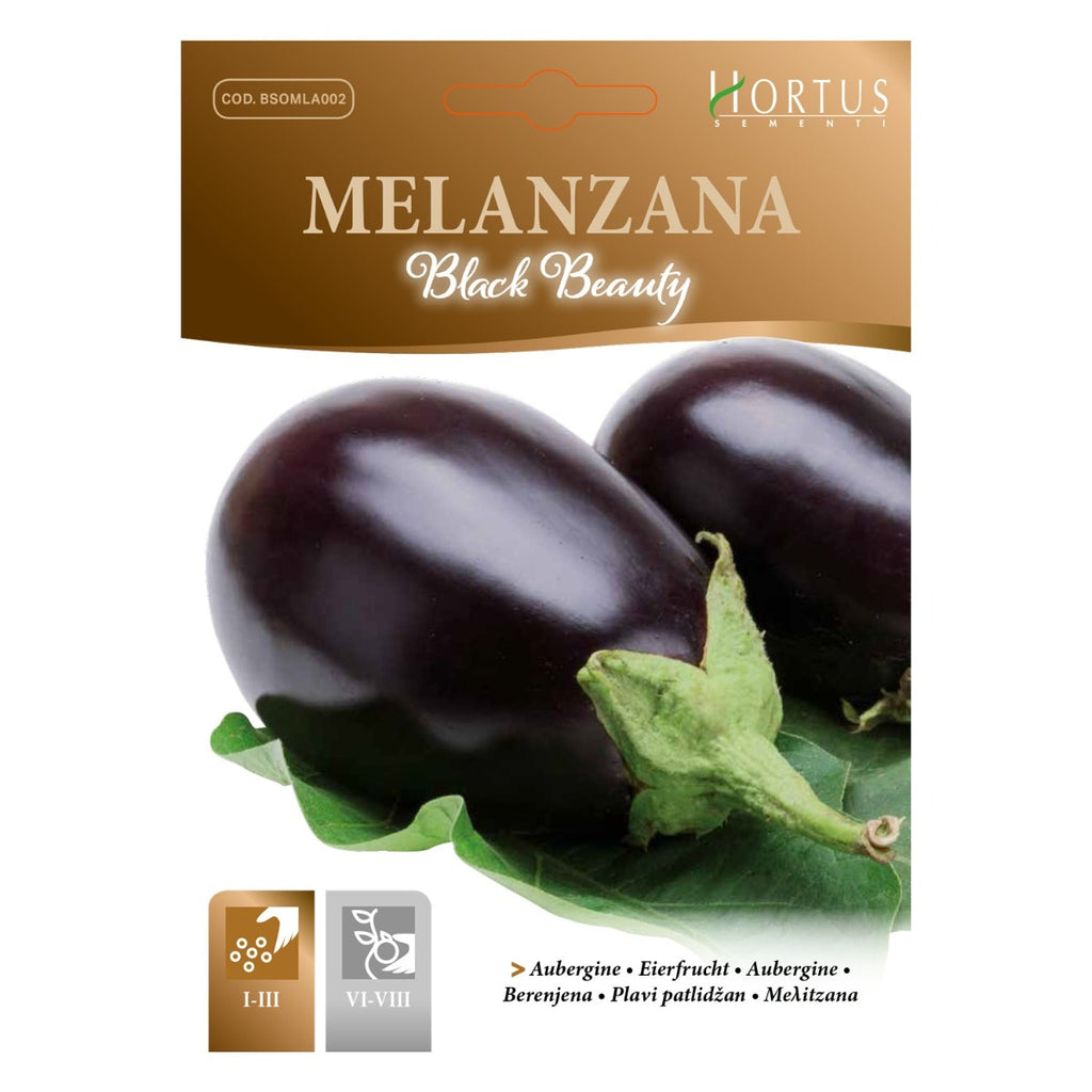 SEMI MELANZANA BLACK BEAUTY