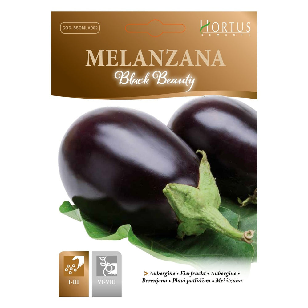 SEMI MELANZANA BLACK BEAUTY