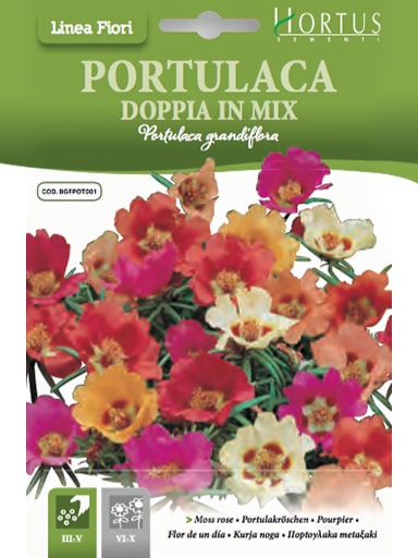 SEMI PHLOX GRANDIFLORA IN MIX