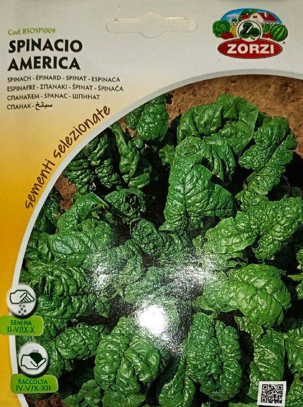 SEMI SPINACIO AMERICA ZORZI