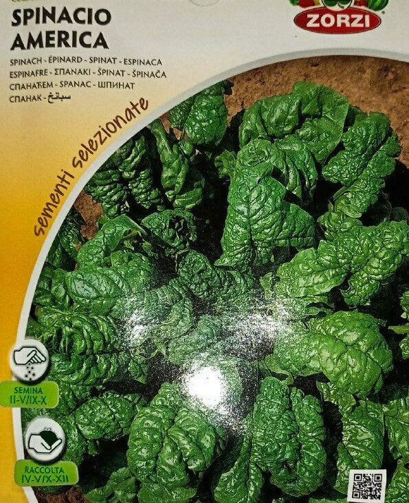 SEMI SPINACIO AMERICA GR.500 ZORZI