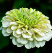 ZINNIA GIGANTE DOPPIA A FIOR DI DALIA IN MIX