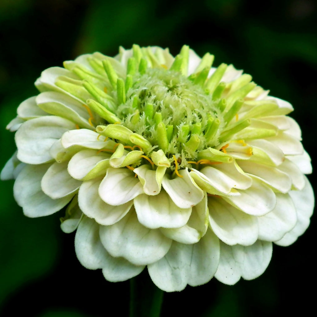 ZINNIA GIGANTE DOPPIA A FIOR DI DALIA IN MIX