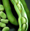 SEMI FAVA AGUADULCE SUPERSIMONIA SUPERLONGA DA 1 KG