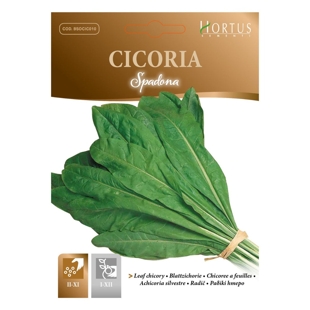 CICORIA SPADONA
