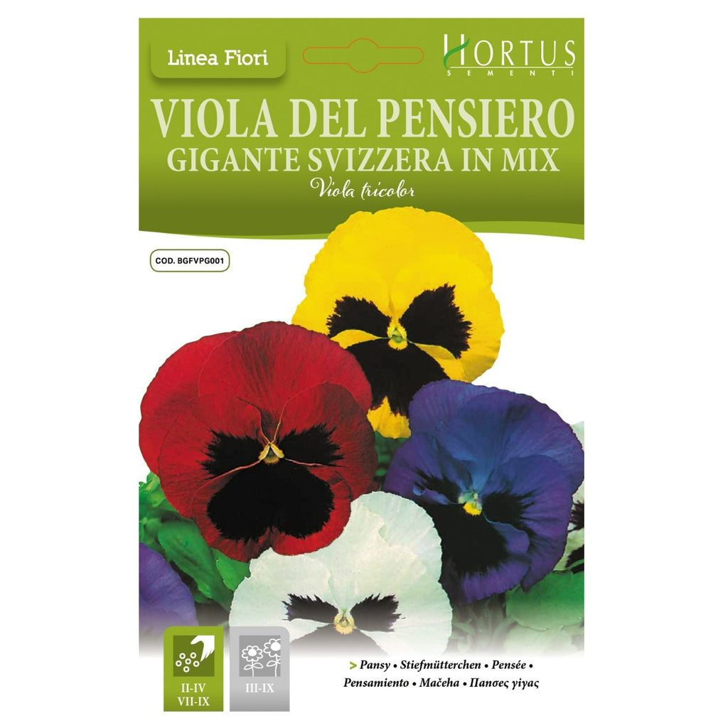 VIOLA DEL PENSIERO GIGANTE SVIZZERA IN MIX