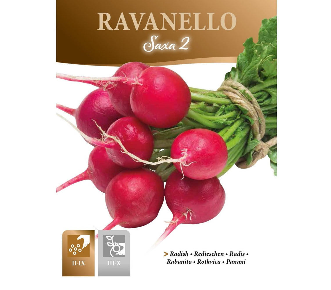 SEMI RAVANELLO SAXA 2 ZORZI