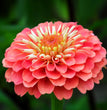 ZINNIA GIGANTE DOPPIA A FIOR DI DALIA IN MIX