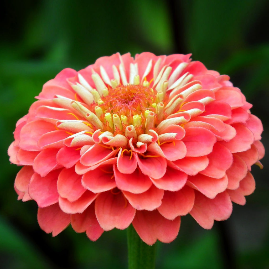 ZINNIA GIGANTE DOPPIA A FIOR DI DALIA IN MIX
