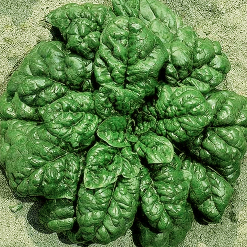 SEMI SPINACIO AMERICA DA 500 GR. HORTUS RICCIO