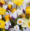 CROCUS BOTANICI MISTI CONF. DA 10 BULBI 5/7 CM ELAN