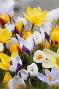 CROCUS BOTANICI MISTI CONF. DA 10 BULBI 5/7 CM ELAN