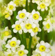 NARCISI TAZETTA MINNOW CONF. DA 5 BULBI 10/12 CM ELAN