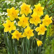 NARCISO A COPPA PROFONDA CARLTON CONF. DA 5 BULBI 12/14 CM ELAN