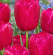 TULIPANI SFRANGIATE BURGUNDY LACE CONF. DA 7 BULBI 11/12 CM ELAN