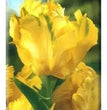 TULIPANI TEXAS GOLD CONFEZIONE DA 7 BULBU 11/12 CM ELAN