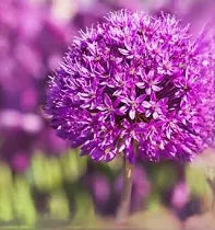 AGLIO PURPLE SENSATION CONF. DA 3 BULBI 12/14 CM ELAN