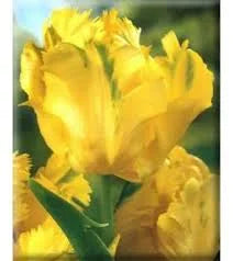 TULIPANI TEXAS GOLD CONFEZIONE DA 7 BULBU 11/12 CM ELAN