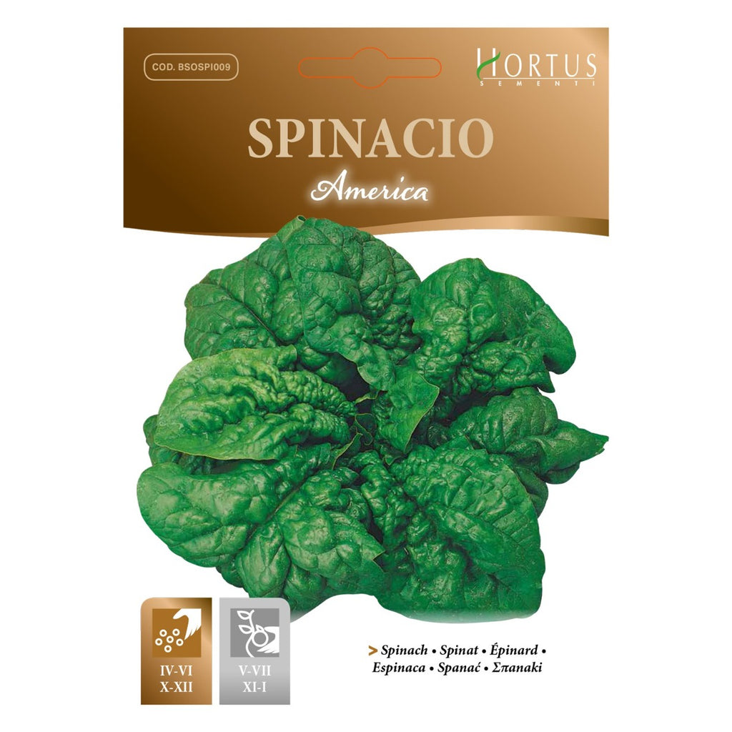 SEMI SPINACIO AMERICA DA 500 GR. HORTUS RICCIO