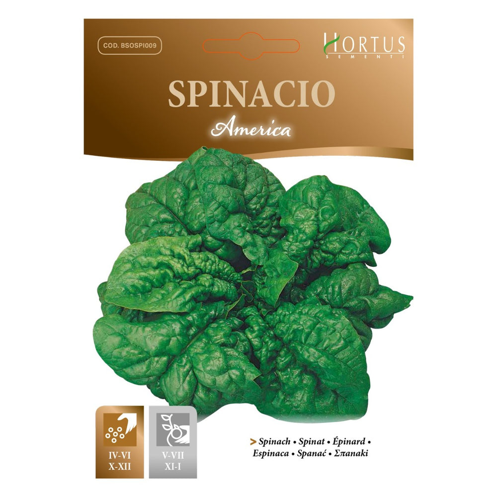 SEMI SPINACIO AMERICA DA 500 GR. HORTUS RICCIO