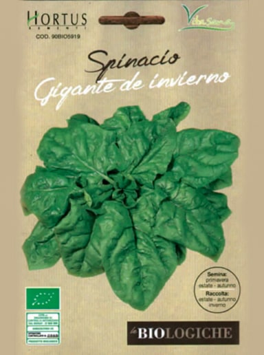 SPINACIO GIGANTE D' INVERNO