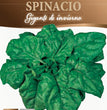 SPINACIO GIGANTE DE INVERNO
