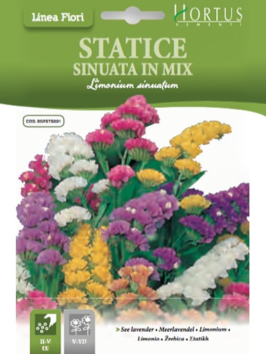 SEMI STATICE SINUATA IN MIX