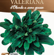 VALERIANA D'OLANDA A SEME GROSSO