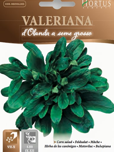 VALERIANA D'OLANDA A SEME GROSSO