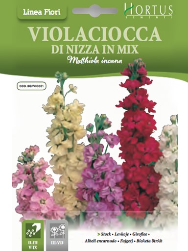 VIOLACIOCCA DI NIZZA IN MIX