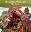 COLEUS ANCOBALENO IN MIX HORTUS