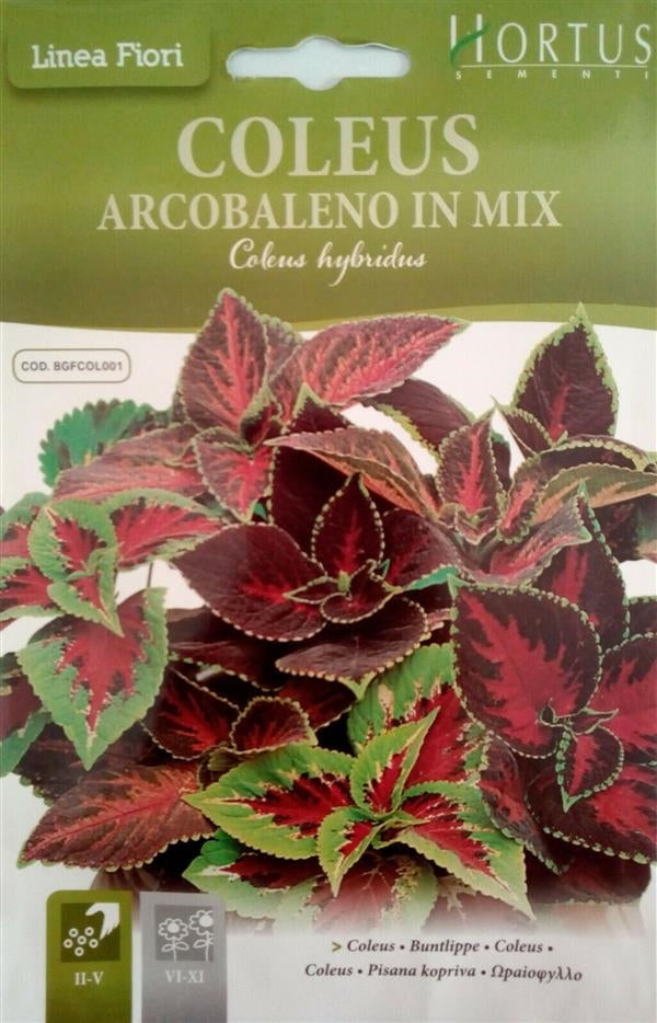 COLEUS ANCOBALENO IN MIX HORTUS