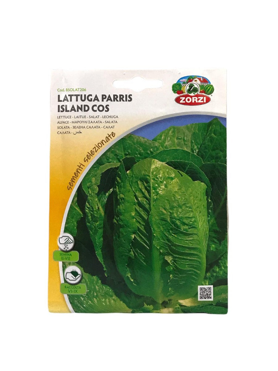 SEMI LATTUGA PARRIS ISLAND COS ZORZI