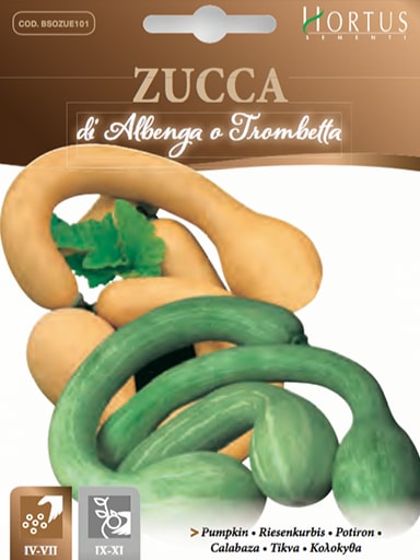 SEMI ZUCCA DI ALBENGA O TROMBETTA